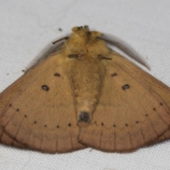 Anthela nicothoe at Higgins, ACT - 20 Feb 2022 09:04 AM