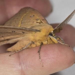 Anthela nicothoe at Higgins, ACT - 20 Feb 2022 09:04 AM