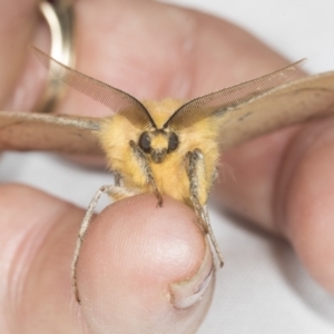 Anthela nicothoe at Higgins, ACT - 20 Feb 2022 09:04 AM