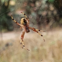 Araneus hamiltoni at Yass River, NSW - 19 Feb 2022