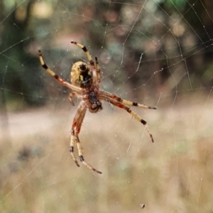 Araneus hamiltoni at Yass River, NSW - 19 Feb 2022