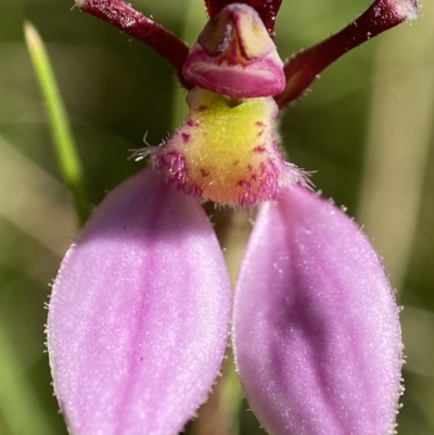 Eriochilus magenteus (Magenta Autumn Orchid) at Tennent, ACT - 18 Feb 2022 by AJB