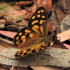 Heteronympha paradelpha (Spotted Brown) at Acton, ACT - 19 Feb 2022 by JohnBundock