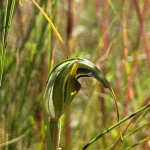 Diplodium laxum at Tennent, ACT - 18 Feb 2022