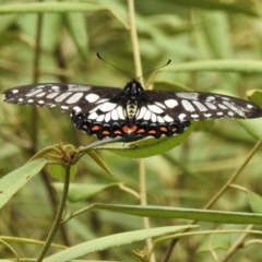 Papilio anactus (Dainty Swallowtail) at Acton, ACT - 20 Feb 2022 by JohnBundock