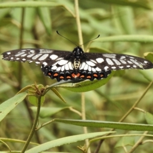 Papilio anactus at Acton, ACT - 20 Feb 2022 10:56 AM