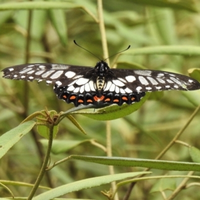 Papilio anactus (Dainty Swallowtail) at ANBG - 19 Feb 2022 by JohnBundock