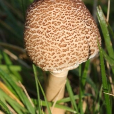 Lepiota s.l. at Kowen, ACT - 16 May 2021 by CanberraFungiGroup