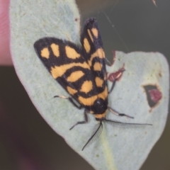 Asura lydia (Lydia Lichen Moth) at Denman Prospect 2 Estate Deferred Area (Block 12) - 17 Feb 2022 by AlisonMilton