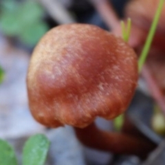 Agarics at Kowen, ACT - 16 May 2021 by CanberraFungiGroup