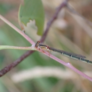 Xanthagrion erythroneurum at Murrumbateman, NSW - 20 Feb 2022