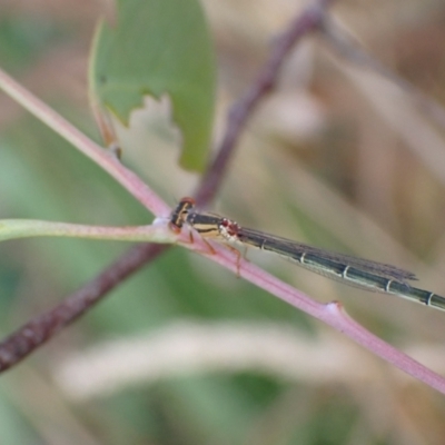 Xanthagrion erythroneurum (Red & Blue Damsel) at Murrumbateman, NSW - 20 Feb 2022 by SimoneC