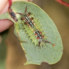 Doratifera quadriguttata (Four-spotted Cup Moth) at Molonglo Valley, ACT - 17 Feb 2022 by AlisonMilton