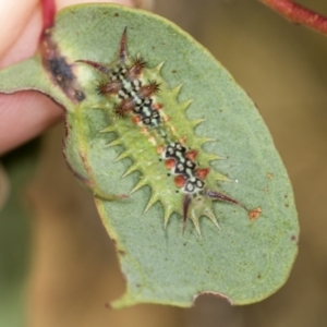 Doratifera quadriguttata at Molonglo Valley, ACT - 18 Feb 2022