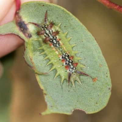 Doratifera quadriguttata (Four-spotted Cup Moth) at Molonglo Valley, ACT - 18 Feb 2022 by AlisonMilton