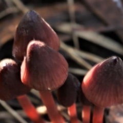 Mycena sp. (genus) (Mycena) at Kowen, ACT - 16 May 2021 by CanberraFungiGroup
