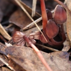 Mycena sp. at Kowen, ACT - 16 May 2021