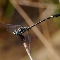 Austroepigomphus praeruptus (Twin-spot Hunter) at Forde, ACT - 8 Feb 2022 by DPRees125