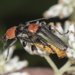 Chauliognathus tricolor at Molonglo Valley, ACT - 18 Feb 2022