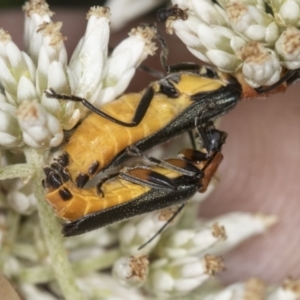 Chauliognathus tricolor at Molonglo Valley, ACT - 18 Feb 2022