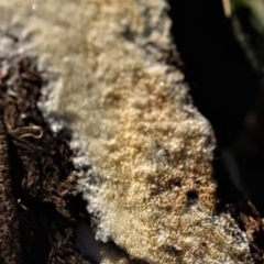 Unverified Other fungi on wood at Kowen, ACT - 16 May 2021 by CanberraFungiGroup