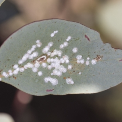 Glycaspis sp. (genus) (Unidentified sugary lerp) at Denman Prospect 2 Estate Deferred Area (Block 12) - 17 Feb 2022 by AlisonMilton