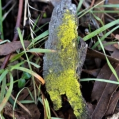 Chrysothrix sp. (genus) at Kowen, ACT - 16 May 2021