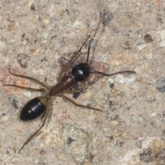 Camponotus consobrinus (Banded sugar ant) at Denman Prospect 2 Estate Deferred Area (Block 12) - 17 Feb 2022 by AlisonMilton