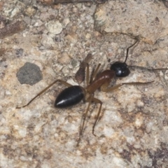 Camponotus consobrinus at Molonglo Valley, ACT - 18 Feb 2022