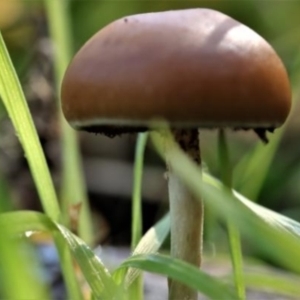 zz agaric (stem; gills not white/cream) at Kowen, ACT - 16 May 2021 11:35 AM