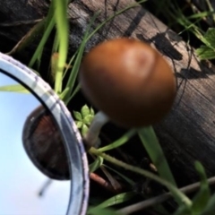 zz agaric (stem; gills not white/cream) at Kowen, ACT - 16 May 2021 11:35 AM