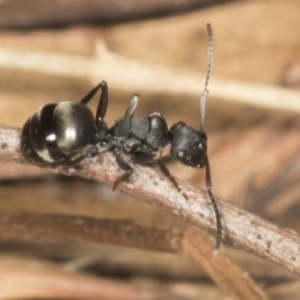 Polyrhachis sp. (genus) at Higgins, ACT - 20 Feb 2022