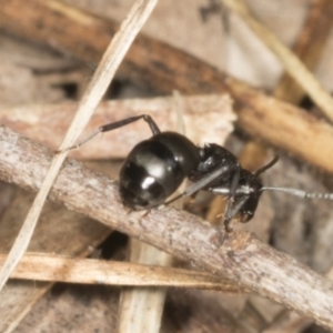 Polyrhachis sp. (genus) at Higgins, ACT - 20 Feb 2022