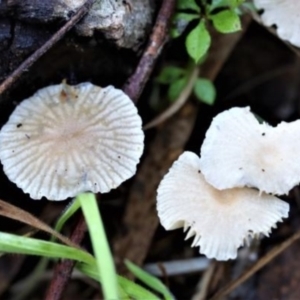 Mycena sp. at Kowen, ACT - 16 May 2021