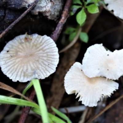 Mycena sp. (genus) (Mycena) at Kowen, ACT - 16 May 2021 by CanberraFungiGroup