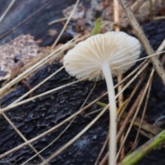 Mycena sp. at Kowen, ACT - 16 May 2021