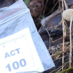 Mycena sp. at Kowen, ACT - 16 May 2021