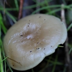 Unidentified Cap on a stem; gills below cap [mushrooms or mushroom-like] at Kowen, ACT - 16 May 2021 by CanberraFungiGroup