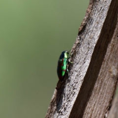 Melobasis sp. (genus) (Unidentified Melobasis jewel Beetle) at Forde, ACT - 8 Feb 2022 by DPRees125