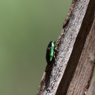 Melobasis sp. (genus) (Unidentified Melobasis jewel Beetle) at Forde, ACT - 8 Feb 2022 by DPRees125