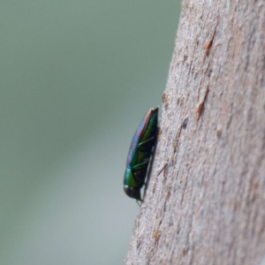 Melobasis sp. (genus) at Forde, ACT - 8 Feb 2022