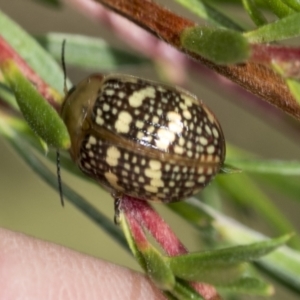 Paropsis pictipennis at Molonglo Valley, ACT - 18 Feb 2022