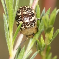 Paropsis pictipennis at Molonglo Valley, ACT - 18 Feb 2022