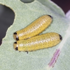 Paropsisterna fastidiosa (Eucalyptus leaf beetle) at Molonglo Valley, ACT - 18 Feb 2022 by AlisonMilton