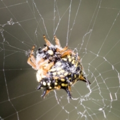 Austracantha minax (Christmas Spider, Jewel Spider) at Molonglo Valley, ACT - 18 Feb 2022 by AlisonMilton