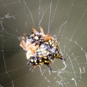 Austracantha minax at Molonglo Valley, ACT - 18 Feb 2022