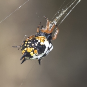 Austracantha minax at Molonglo Valley, ACT - 18 Feb 2022 08:58 AM