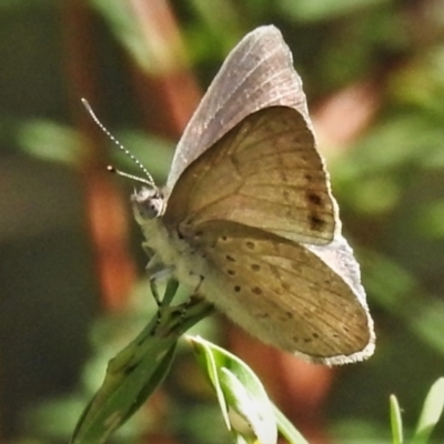 Erina hyacinthina (Varied Dusky-blue) at Acton, ACT - 19 Feb 2022 by JohnBundock