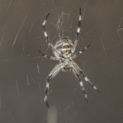 Araneinae (subfamily) (Orb weaver) at Molonglo Valley, ACT - 17 Feb 2022 by AlisonMilton