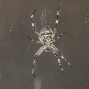 Araneinae (subfamily) at Molonglo Valley, ACT - 18 Feb 2022